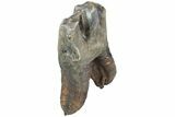 Fossil Woolly Rhino (Coelodonta) Tooth - Siberia #225592-1